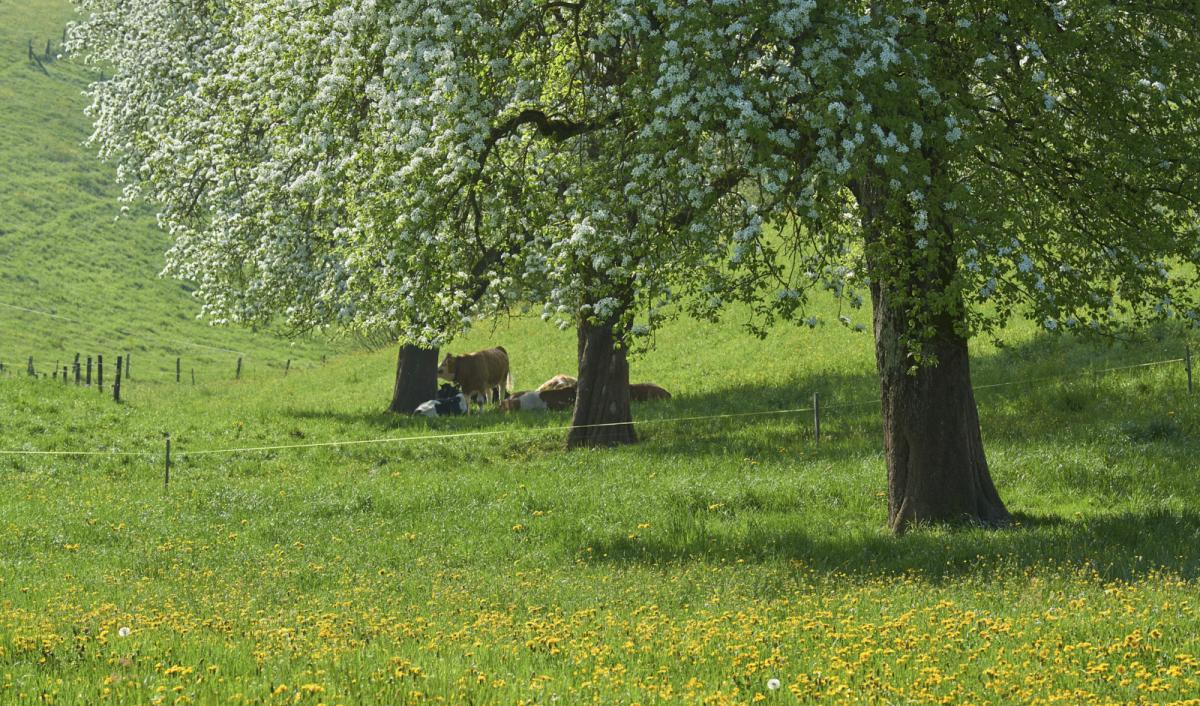 Bützberg