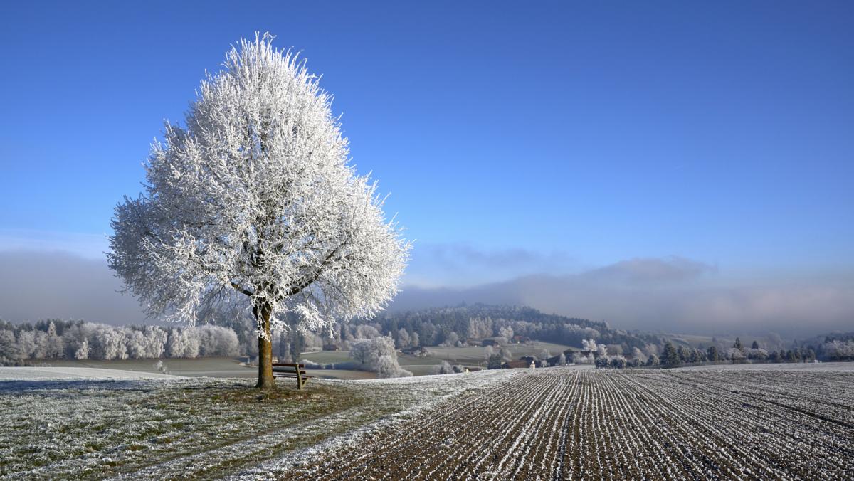 Breitacher Weid