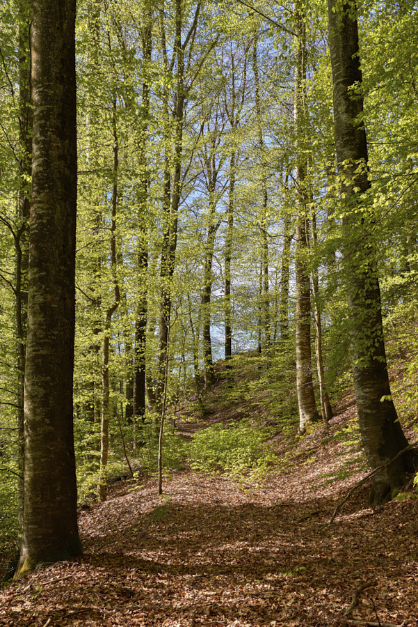 Buchenwald Buchhalde