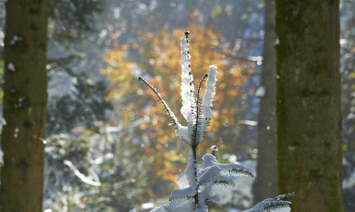 Gugerwald
